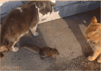 Блог Кота Моти. Текучка