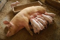 Мигранты в центре свиноводства