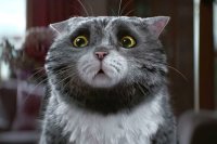 Ролик с неуклюжим рождественским котиком стал хитом Интернета