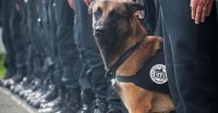 Погибшая в Париже собака прославилась больше людей