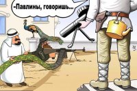 Что у павлина под хвостом