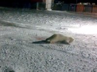 (18+) Повар-полярник жестоко убил белого медведя