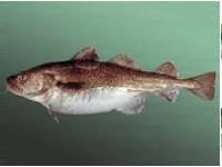 Тресковые войны. 16+ Мат