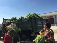 Россия начала экспортировать сено в Северную Корею