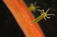 Ученые обнаружили бессмертное существо