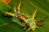 Из мотылька украинская власть превратилась в уродливую гусеницу, которую все хотят раздавить