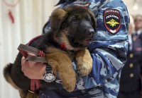 Русский пес - будущая гордость Франции!