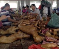 Ну, что россияне ёжиков всех доели? Укрофейкомёты вас теперь собачатиной накормят