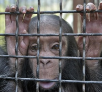 В Европе переписали чуждую флору и фауну