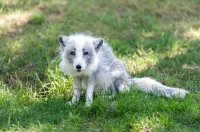 Не полный песец - 3. Отставить панику - дефолта не будет?!