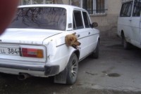 20 фотографий, при просмотре которых хочется спросить как и зачем?