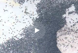 Зима однако. Полчища неизвестных насекомых атакуют Тульскую область
