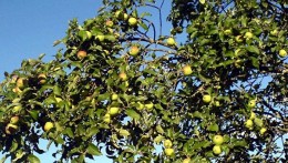 На Украине выделенную военным землю продали покупателям деревьев