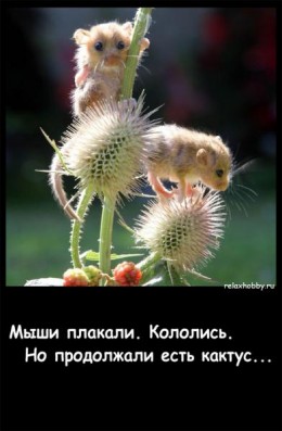Евросоюз: мыши плакали, кололись… или как  трудно стать ёжиками