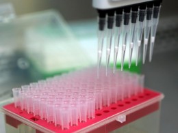 Американские биоинженеры вырастили мини-мозг