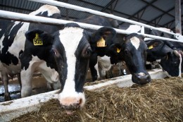 Животноводам выделили 30 миллиардов рублей из федерального бюджета