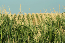 Украина жалуется, что свобода торговли с ЕС оказалась фикцией