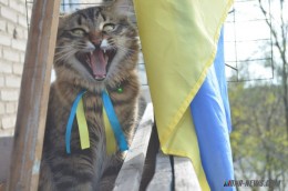 Киевляне попросили назвать проспект в честь Пушистых котиков вместо Бандеры