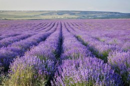 Крым обновляет плантации лаванды и начал снабжать ею субъекты РФ