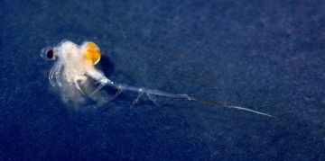 Советская блоха нанесла ущерб экономике американского штата в $140 млн