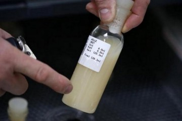 Одесские таможенники украли бычью сперму на 85 миллионов