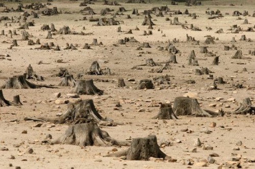 Лысая самостийность. Как скоро Украина останется без лесов? Лысая самостийность. Как скоро Украина останется без лесов?