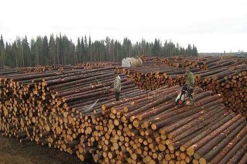 Лысая самостийность. Как скоро Украина останется без лесов? Лысая самостийность. Как скоро Украина останется без лесов?