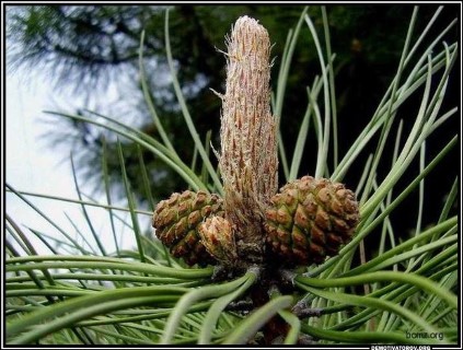 Любопытные истории слов и выражений (окончание) Любопытные истории слов и выражений (окончание)