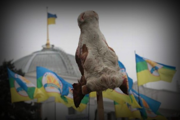 Украинские аграрии, задушенные свободной торговлей