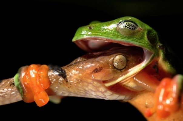 Пятиминутка здравого смысла о расколе в демократической коалиции Пятиминутка здравого смысла о расколе в демократической коалиции