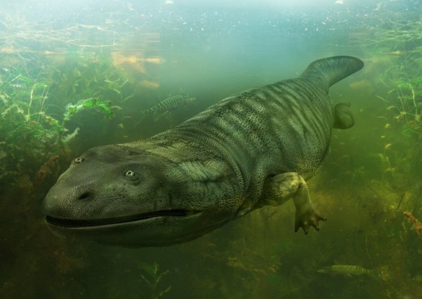 Нестыковки в эволюции: Виды есть, а предков нет