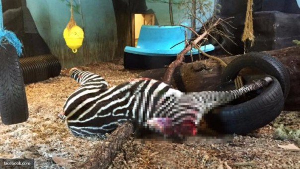 Скормили зебру Скормили зебру