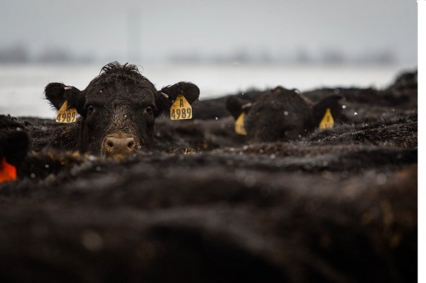 В обход эмбарго: санкционное мясо в живом виде