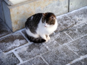 BuzzFeed: Оптина Пустынь поднимает настроение «крестным ходом с котами»