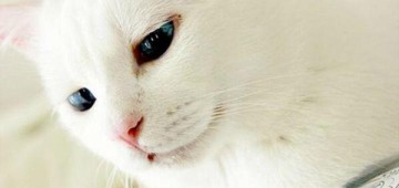 Вася пОжил, Вася на нас … полОжил