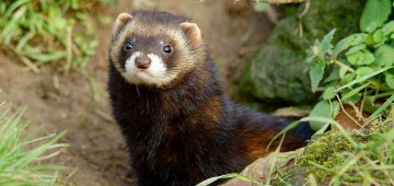 Хорёк ценой своей жизни остановил работу коллайдера