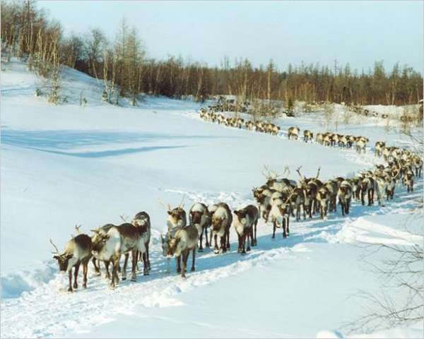 Дальневосточный гектар. Поможет ли новый закон освоить Дальний Восток?