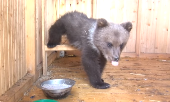 Семья из Ухты спасла оголодавшего медвежонка