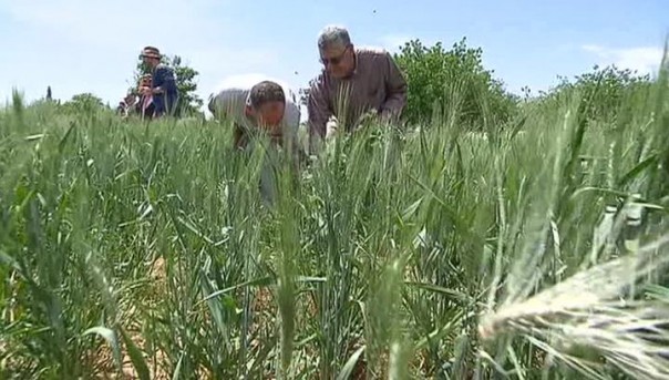 Перемирие в Сирии: боевики сложили оружие и начали пахать землю