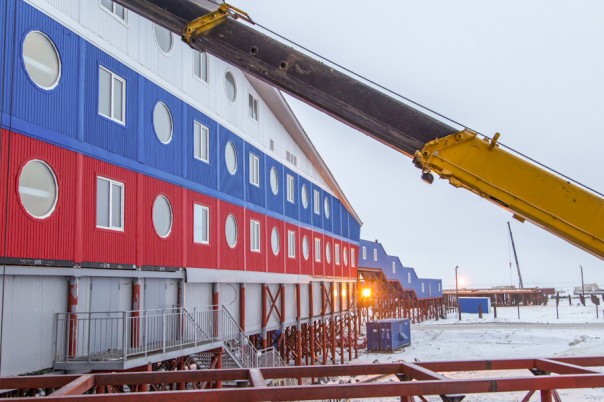 Арктический трилистник Арктический трилистник