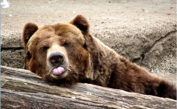 Великий и Могучий Русский Язык. Удачи, Британия!