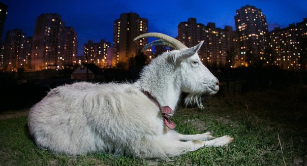 Киевский зверополис Киевский зверополис