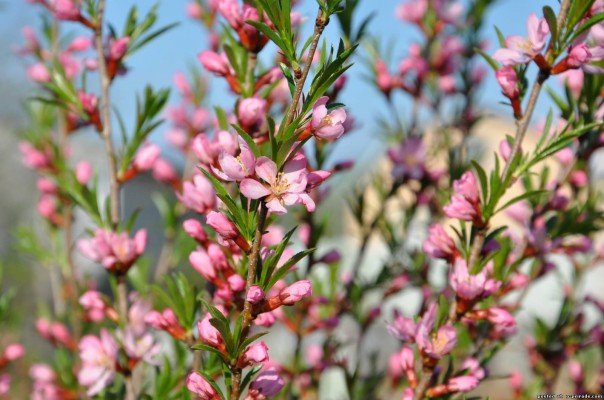 Расскажи, как цветёт миндаль Расскажи, как цветёт миндаль