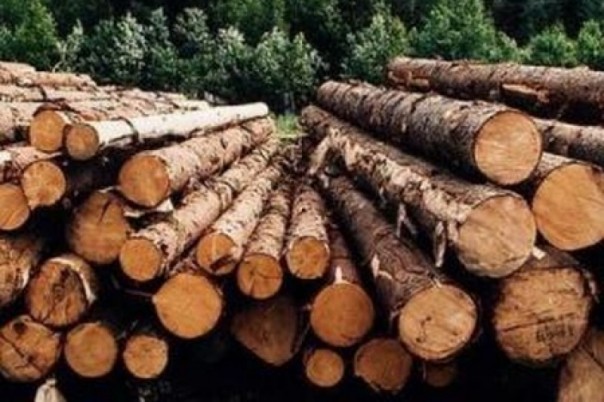 ЕС требует от Украины побыстрей вырубать лес ЕС требует от Украины побыстрей вырубать лес