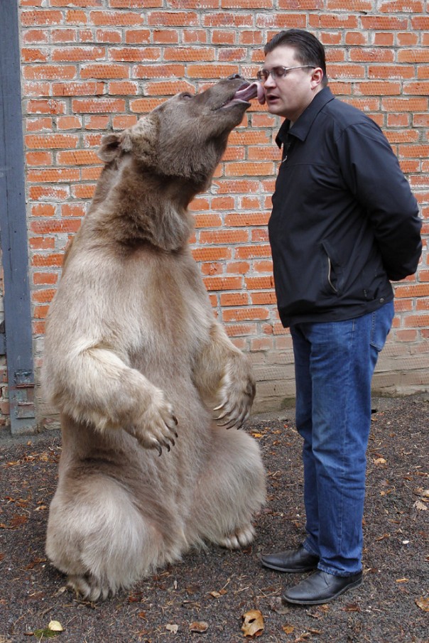 «Он сидит за столом». Англия потрясена русской семьей, живущей с медведем «Он сидит за столом». Англия потрясена русской семьей, живущей с медведем