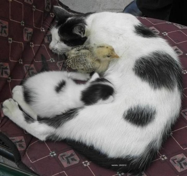 Животные и монахи Святой Горы Афон Животные и монахи Святой Горы Афон