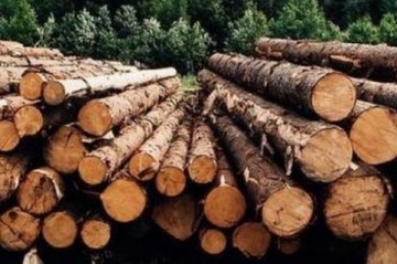 ЕС требует от Украины побыстрей вырубать лес