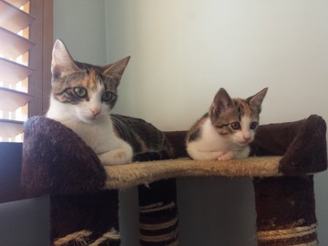 Кошки и котята: они, как две капли, похожи друг на друга!