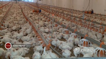 «Шахтерская птицефабрика» продолжает свою работу. 23.05.2016, «Панорама»