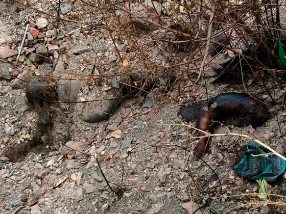 Да услышит глухой, да увидит слепой…